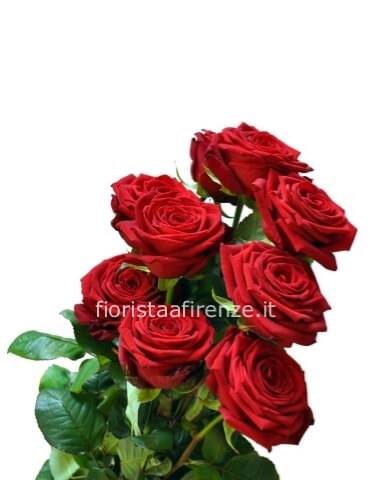 7 Rose rosse prima scelta 50/60cm